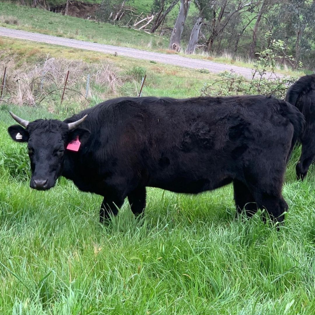 Regenerative Farming With Dexter Cows