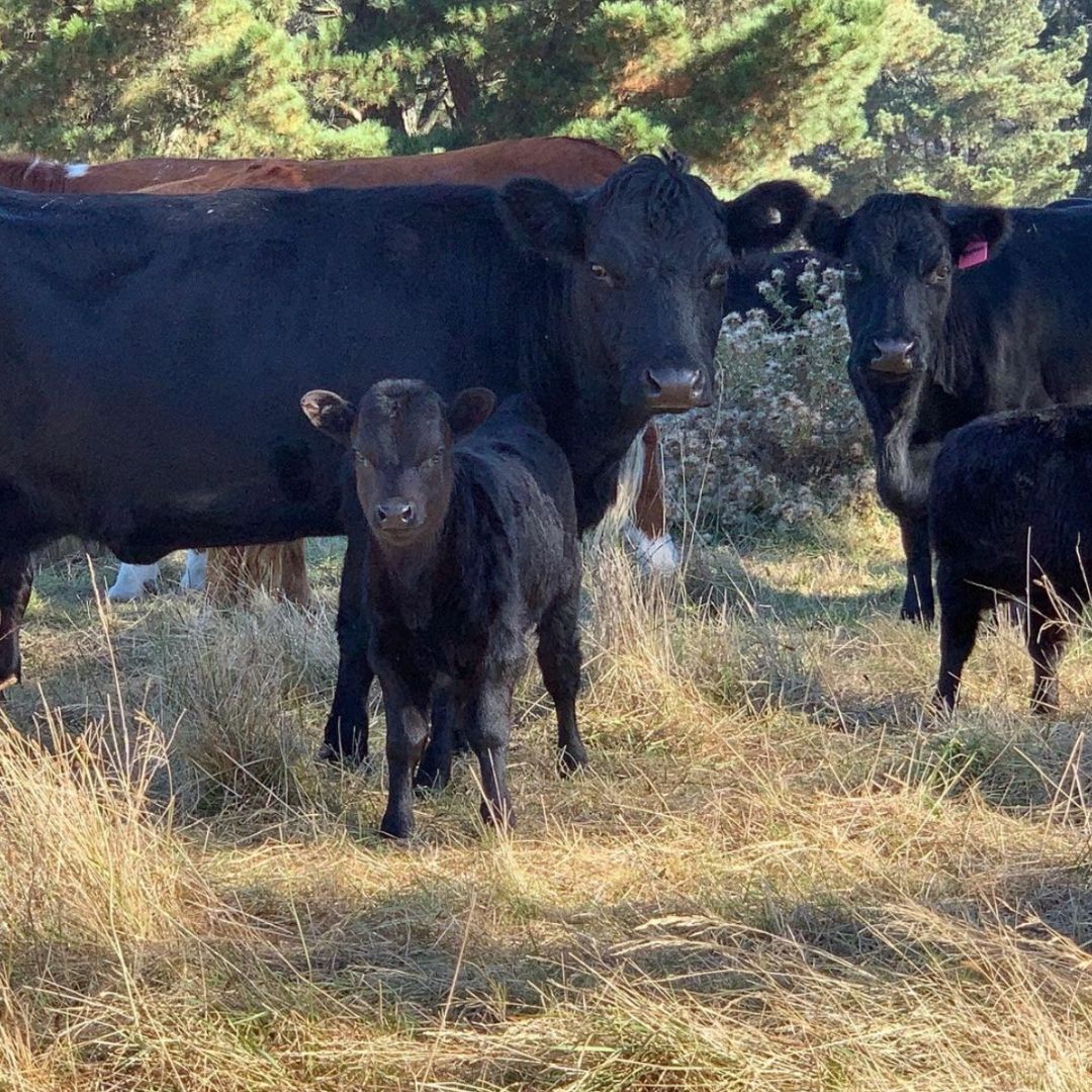 Regenerative Farming With Dexter Cows