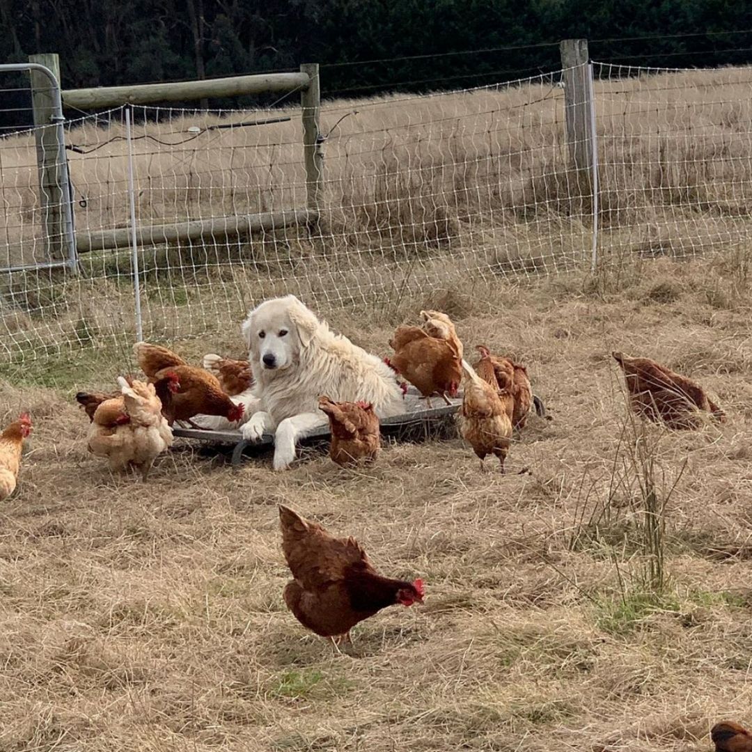 Regenerative Farming With Dexter Cows